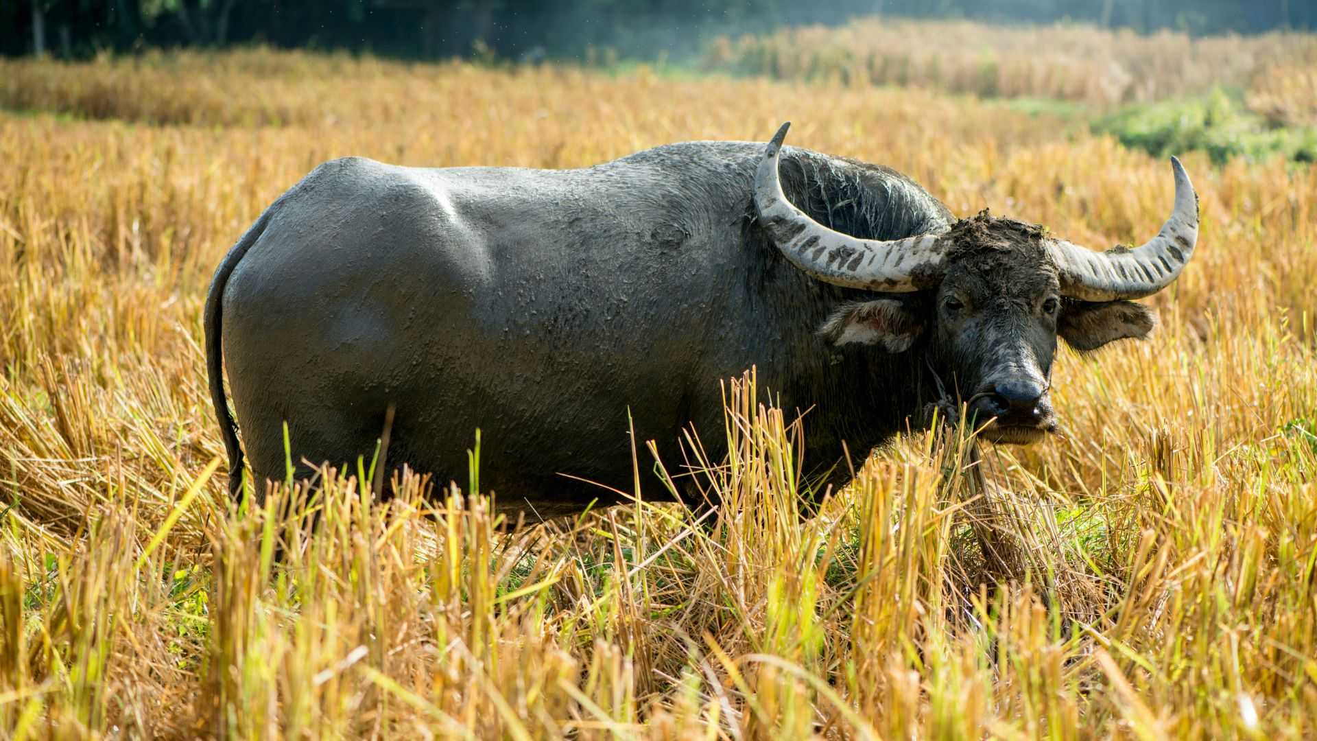 Tradisi Mikanyaah Munding, Kearifan Lokal Sunda yang Masih Lestari